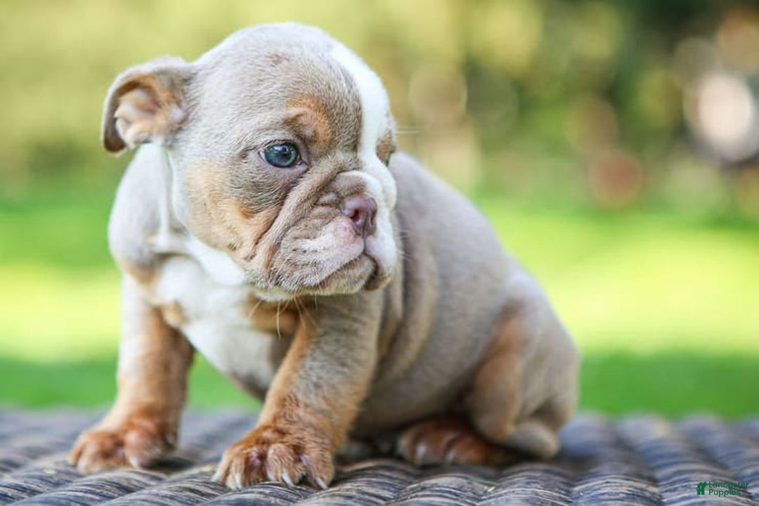 English Bulldog dogs for sale: Truffles - Image 11