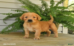 Golden Retriever dogs for sale: Milo - Image 1