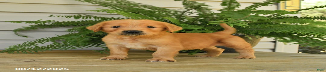 Milo