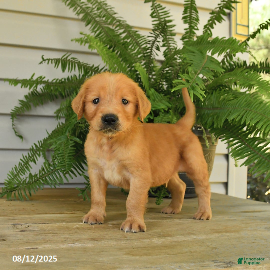Golden Retriever dogs for sale: Milo - Image 1