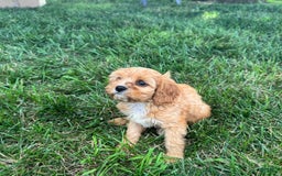 Cavapoo dogs for sale: Cody - Image 1