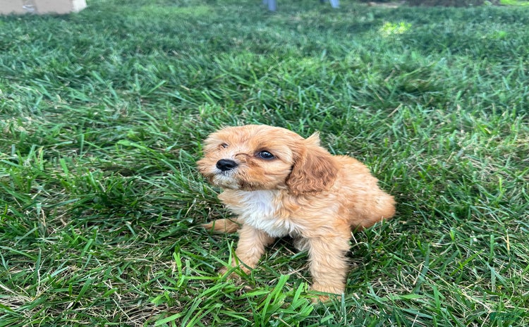 Cavapoo dogs for sale - Ad 2