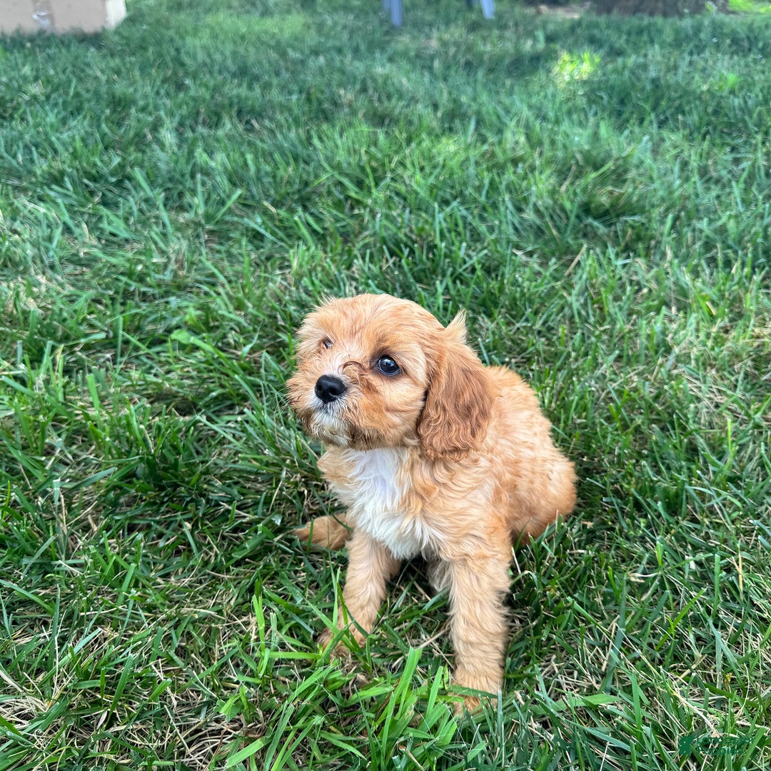 Cavapoo dogs for sale: Cody - Image 1