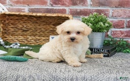 West Highland Terrier dogs for sale: Digger - Image 5