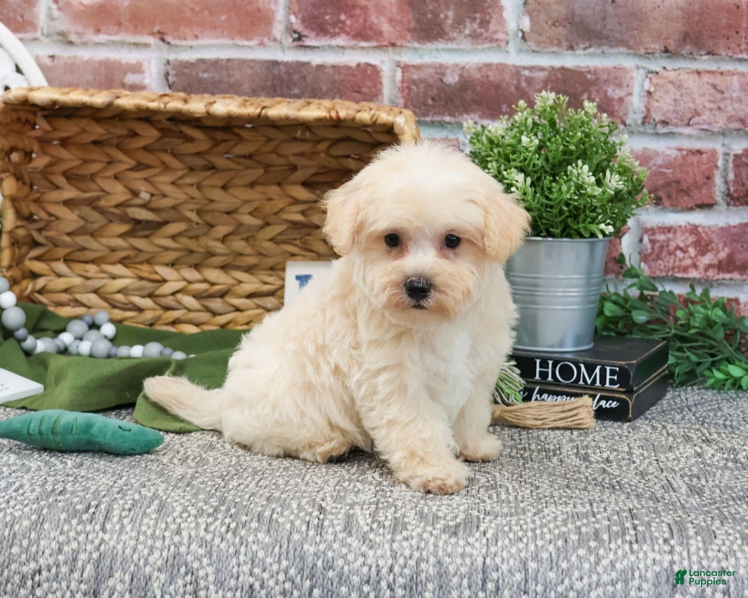 West Highland Terrier dogs for sale: Digger - Image 5