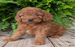 Mini Goldendoodle dogs for sale: Mini -lilly - Image 4