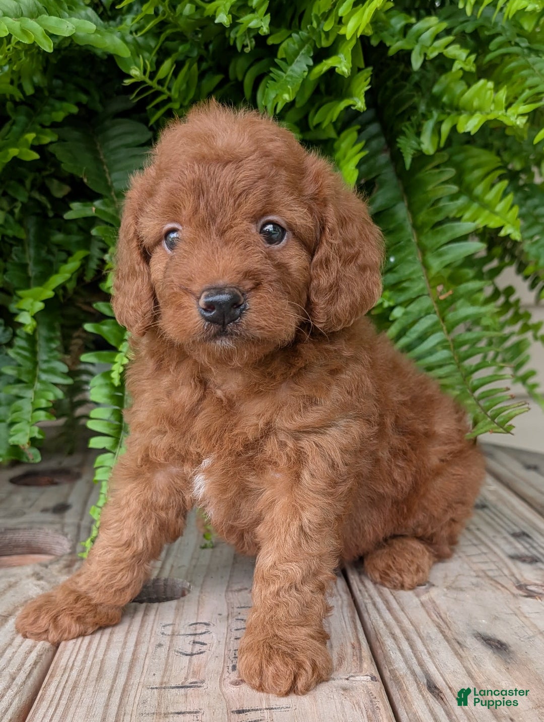 Mini Goldendoodle dogs for sale: Mini -lilly - Image 4