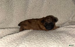 Miniature Poodle dogs for sale: Red Female 2 - Image 1