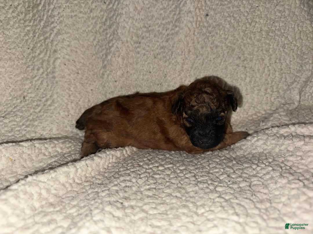 Miniature Poodle dogs for sale: Red Female 2 - Image 1