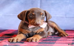 Doberman Pinscher dogs for sale: DIAMOND - Image 17