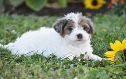 Yorkiepoo dogs for sale: Italian - Image 3