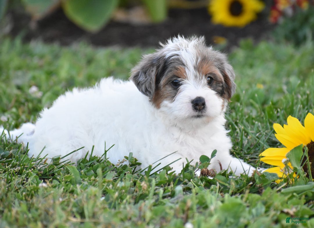 Yorkiepoo dogs for sale: Italian - Image 3