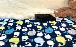 Morkie dogs for sale: Scottie - Image 8