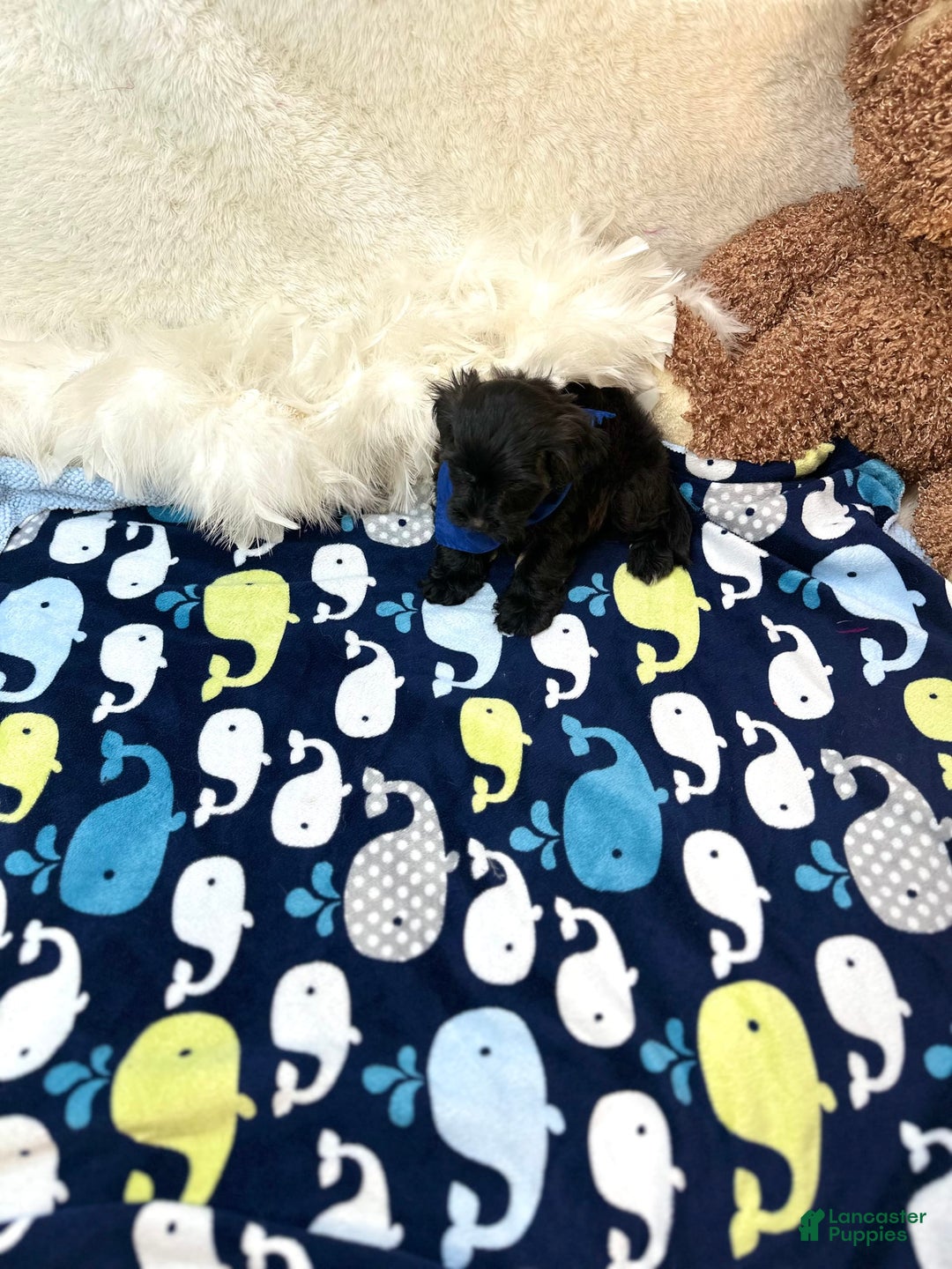 Morkie dogs for sale: Scottie - Image 8