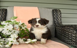 Australian Shepherd dogs for sale: Elvis - Image 3