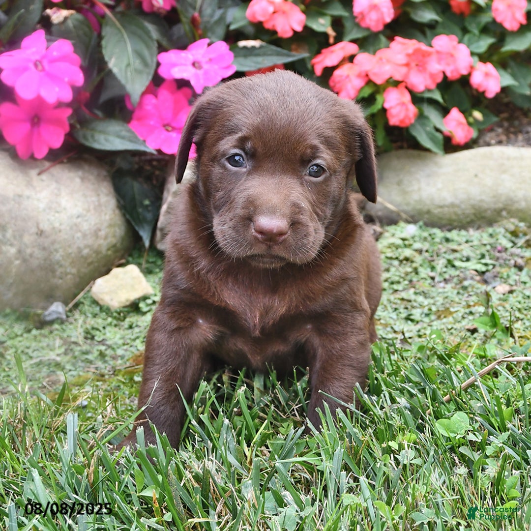 Labrador Retriever dogs for sale: Nugget - Image 1