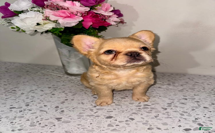 French Bulldog dogs for sale - Ad 3