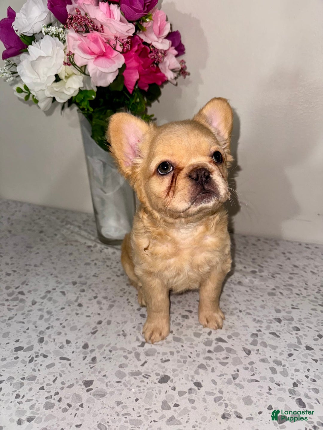 French Bulldog dogs for sale: Linda Fluffy Frenchie - Image 1