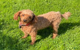 Toy Poodle dogs for sale: Dylan - Image 6