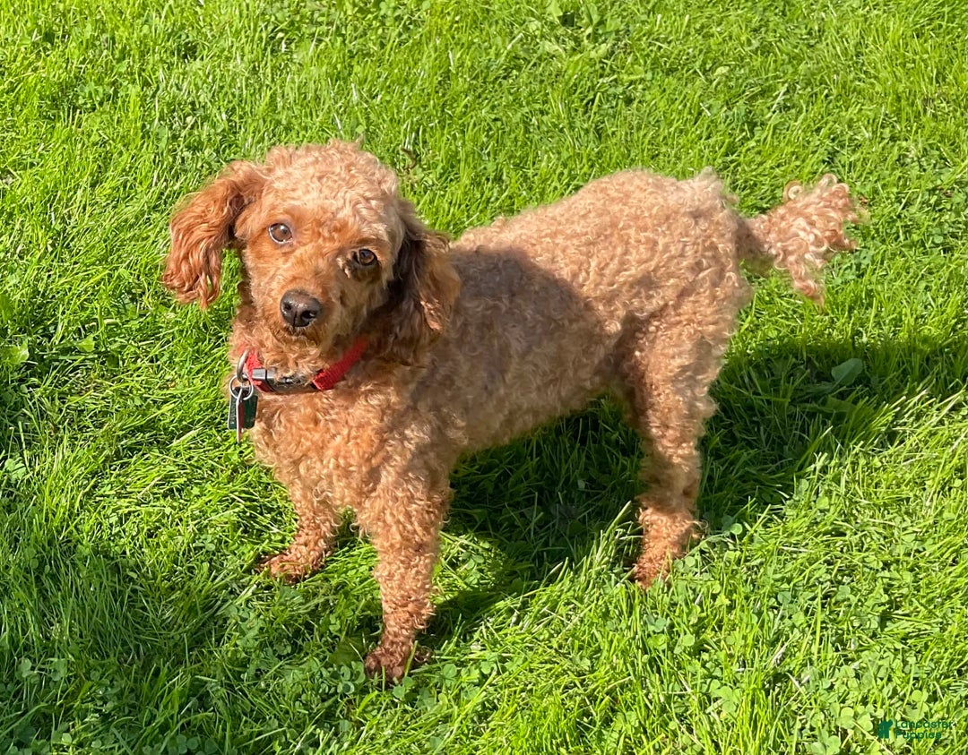 Toy Poodle dogs for sale: Dylan - Image 6