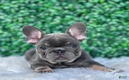 French Bulldog dogs for sale: Izzy - Image 6