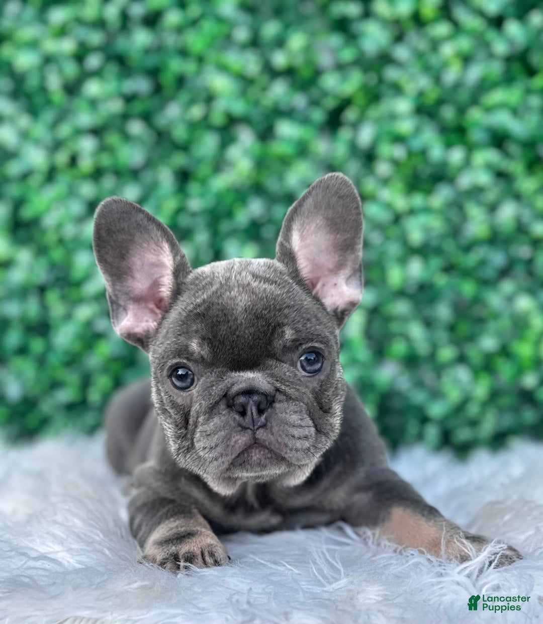 French Bulldog dogs for sale: Izzy - Image 6