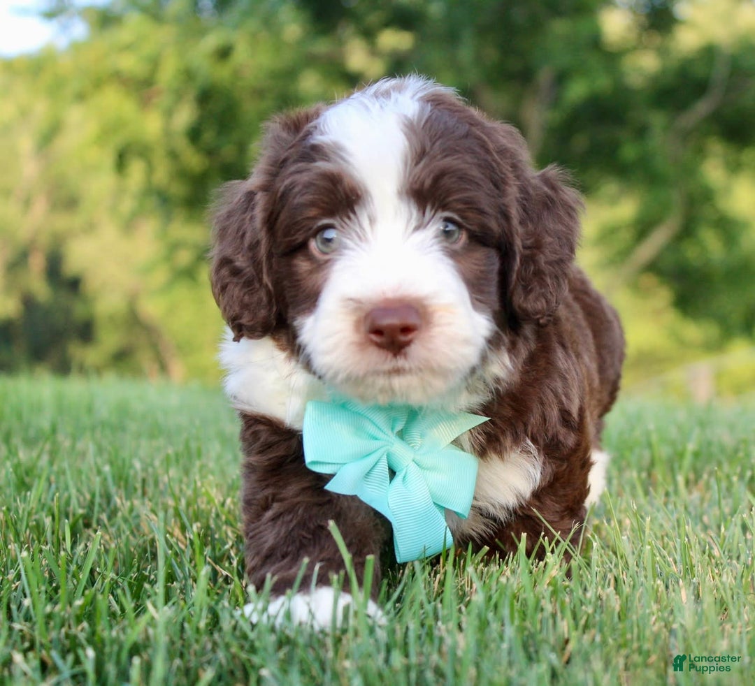 Mini Aussiedoodle dogs for sale: Logan - Image 5