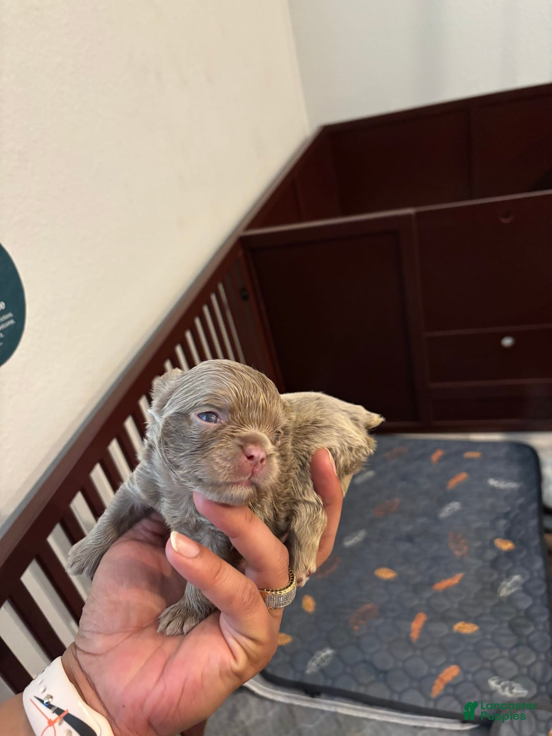 French Bulldog dogs for sale: Lil Wayne - Image 4