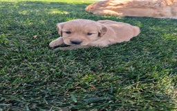 Golden Retriever dogs for sale: Golden Retriever 3 puppies - Image 1