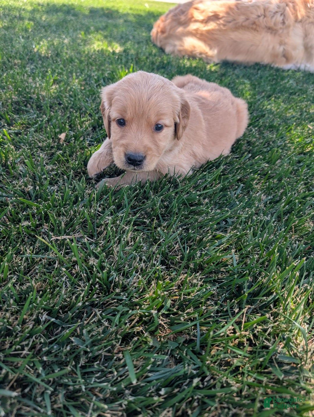 Golden Retriever dogs for sale: Golden Retriever 3 puppies - Image 1