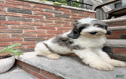 Goldendoodle dogs for sale: Blaze - Image 3