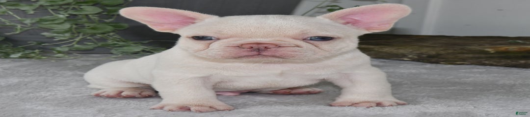 Oscar