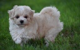 Maltipoo dogs for sale: Honey - Image 4