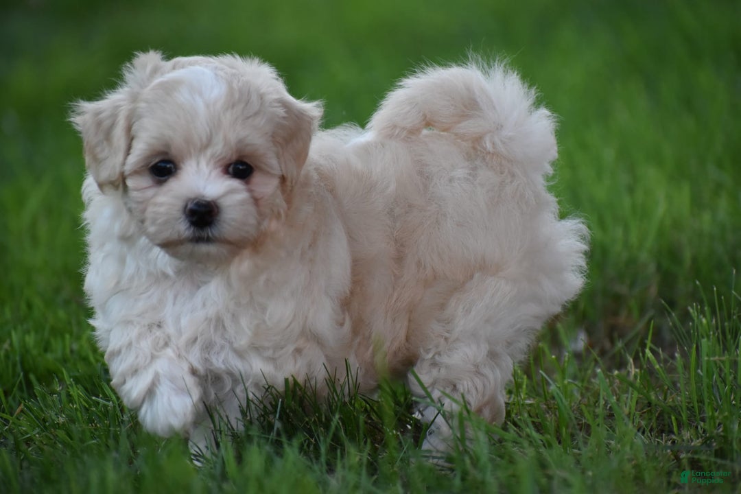 Maltipoo dogs for sale: Honey - Image 4