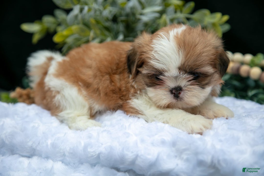 Shih Tzu dogs for sale: Heidi - Image 3