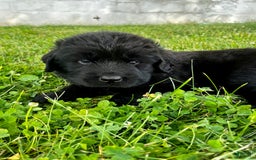Newfoundland dogs for sale: Newfoundland 2 puppies - Image 11