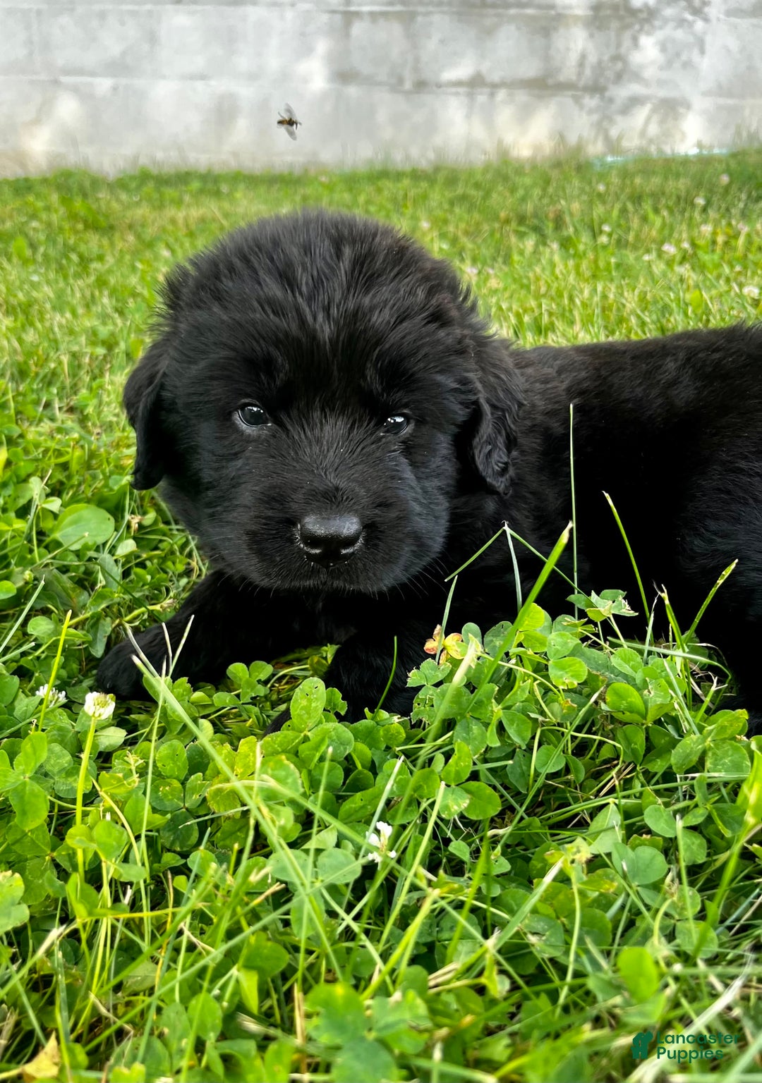 Newfoundland dogs for sale: Newfoundland 2 puppies - Image 11