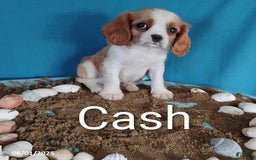 Cavalier King Charles Spaniel dogs for sale: Cash - Image 3