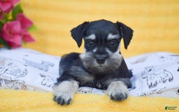 Miniature Schnauzer dogs for sale: Victoria - Image 3