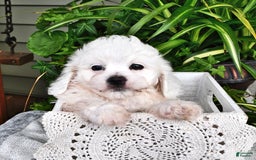 Cavachon dogs for sale: Charlie - Image 4