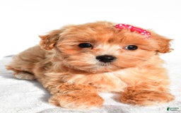 Maltipoo dogs for sale: Penny - Image 1