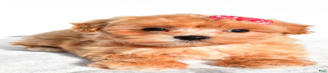 Penny