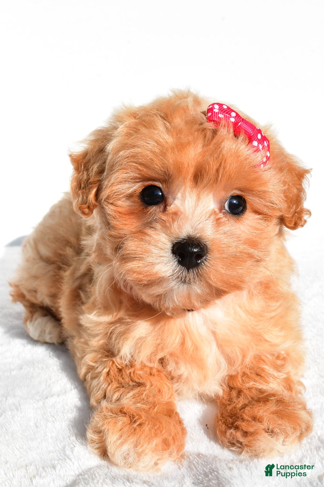 Maltipoo dogs for sale: Penny - Image 1