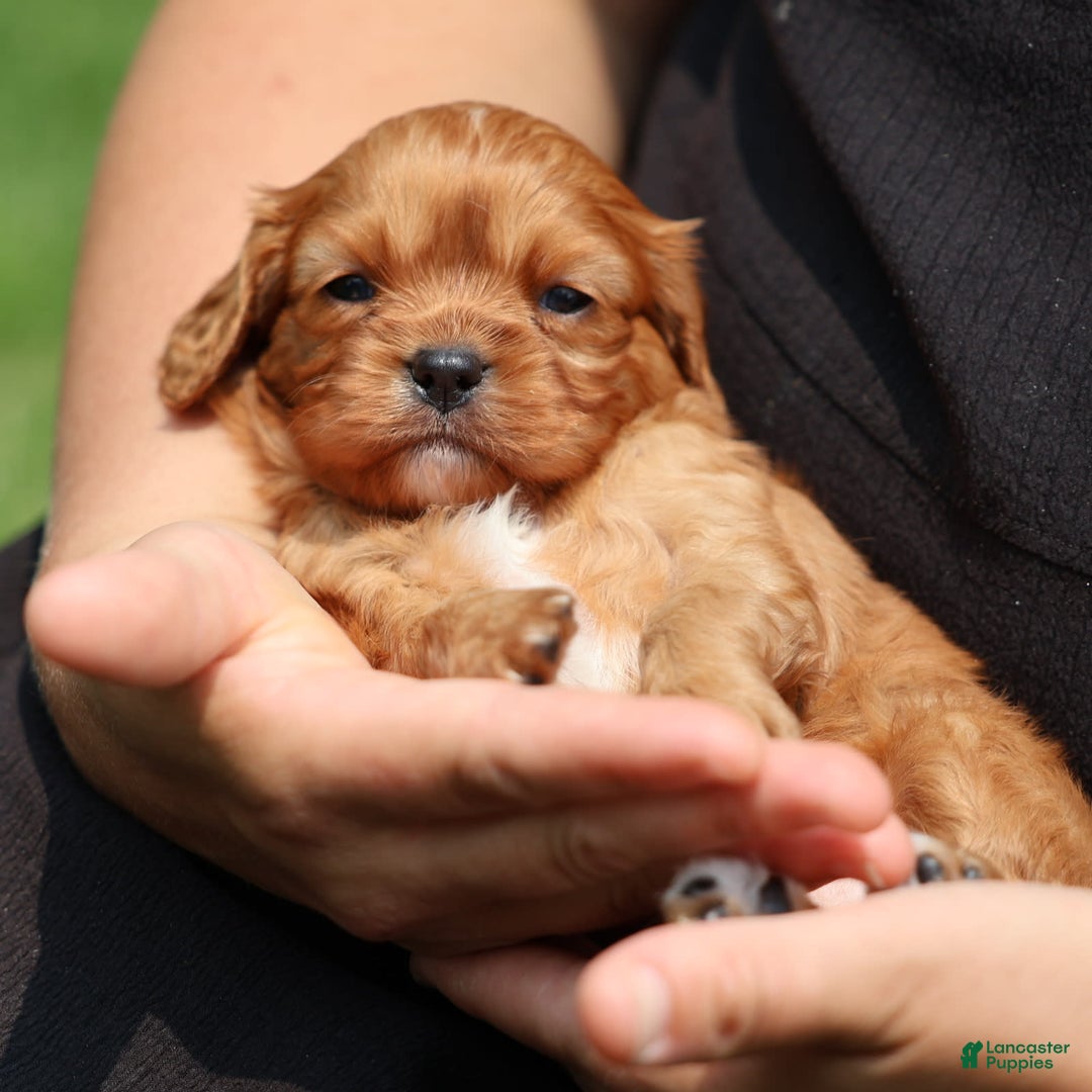 Cavalier King Charles Spaniel dogs for sale: Jax - Image 2