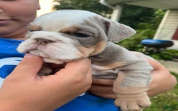 English Bulldog dogs for sale: Lavender - Image 1