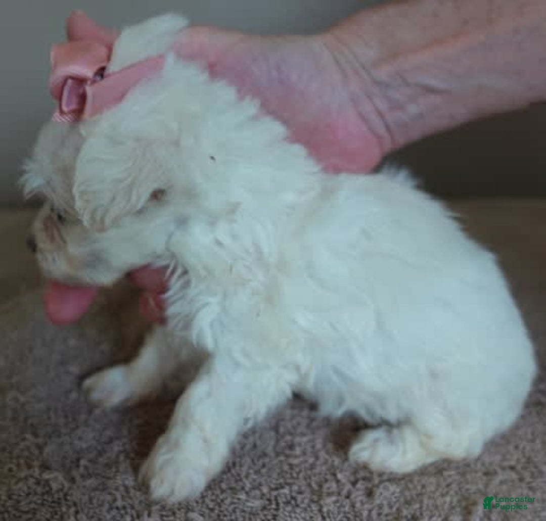 Maltipoo dogs for sale: Amara - Image 14