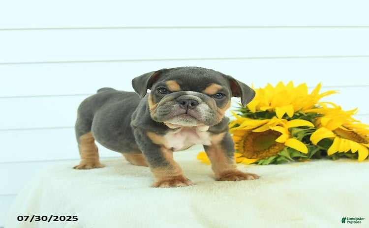 English Bulldog dogs for sale - Ad 3