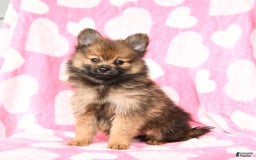 Pomeranian dogs for sale: Curtis - Image 1
