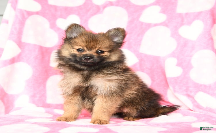 Pomeranian dogs for sale - Ad 3
