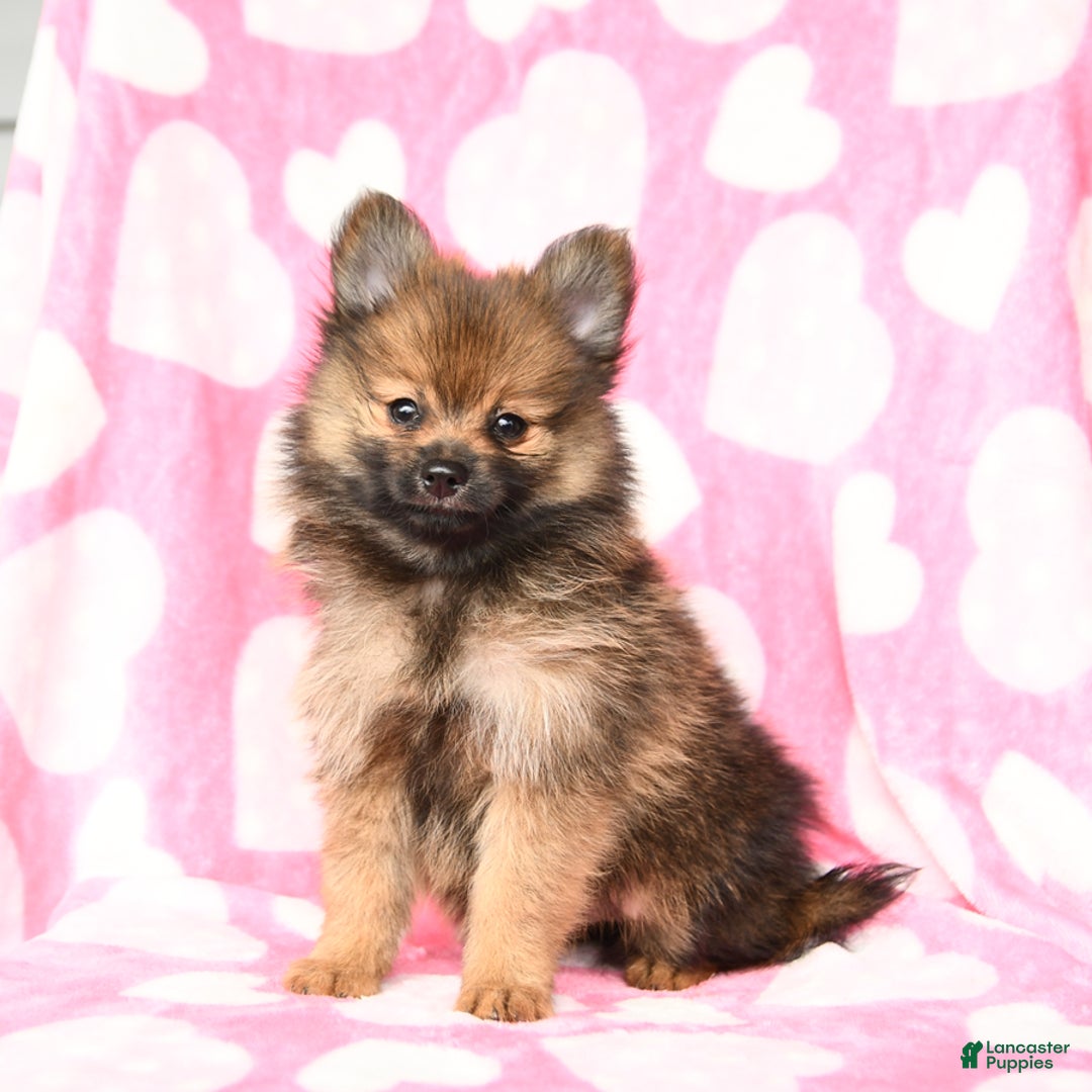 Pomeranian dogs for sale: Curtis - Image 1